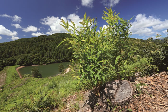 Sawtooth Oak Forests and Irrigation Ponds
